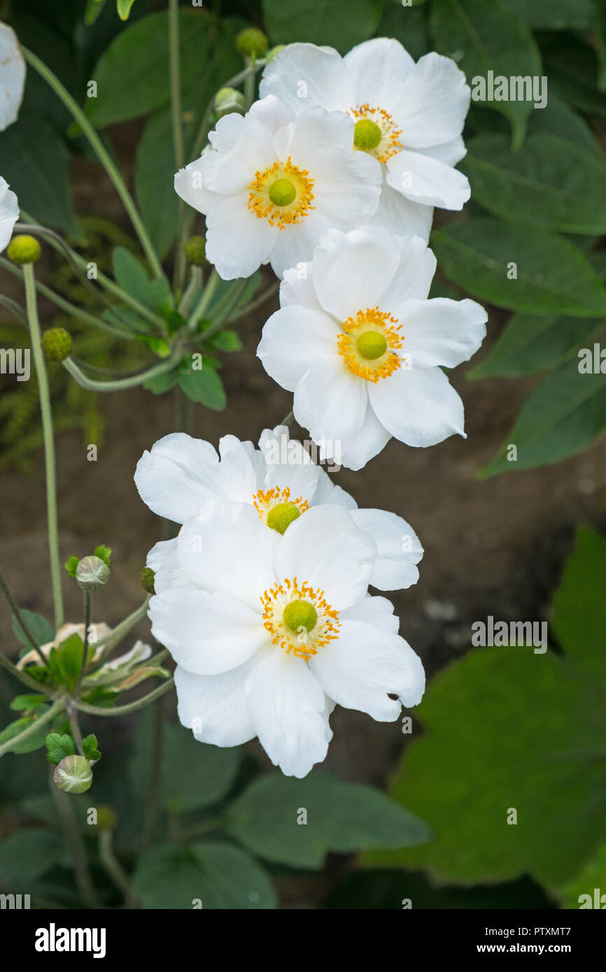 White Japanese Anemone flowers ( Honrine Jobert ) in bloom in late