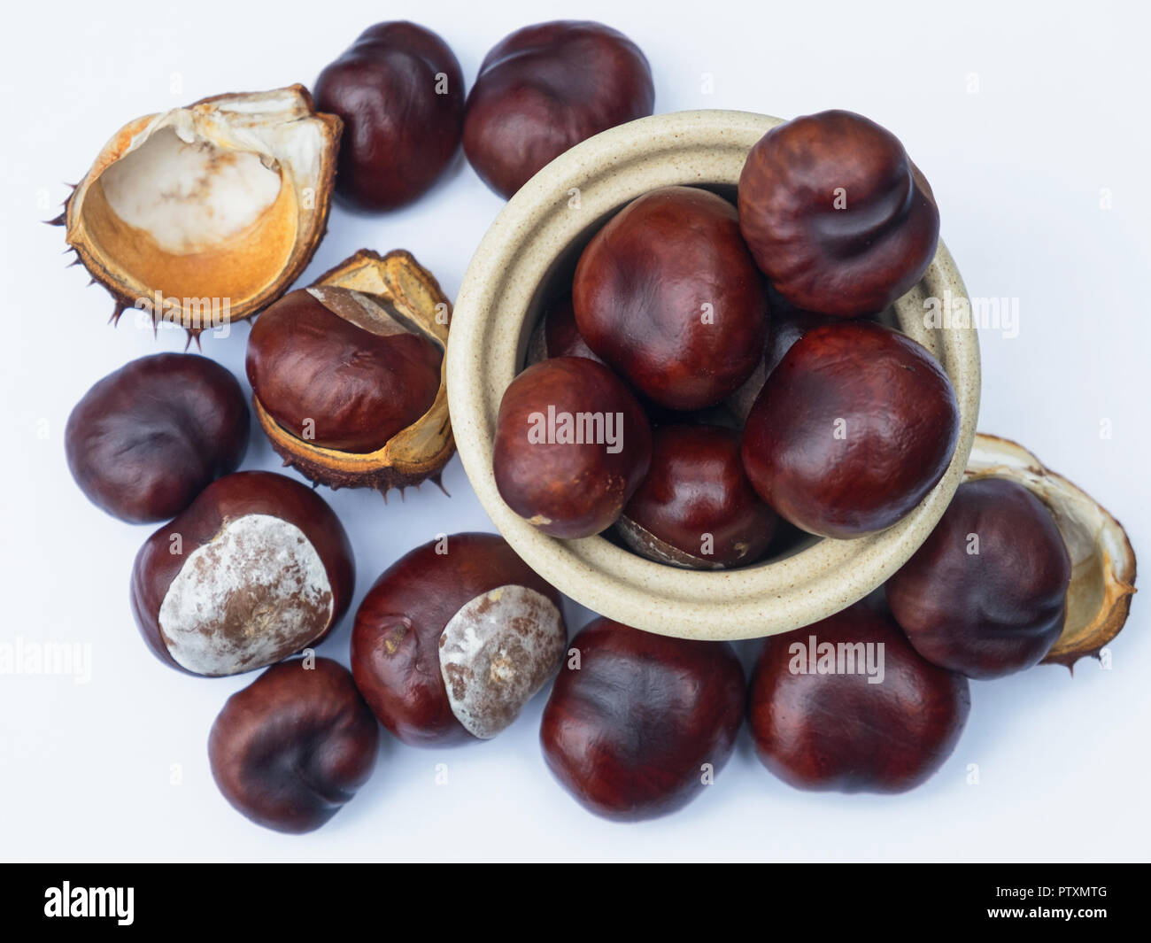 View of Conkers, the seed of the Horse Chestnut tree ( Aesculus hippocastanum ). They are attached to strings for use in a traditional children's game Stock Photo