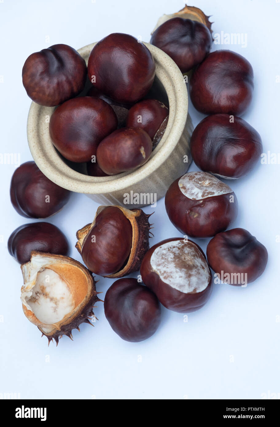 View of Conkers, the seed of the Horse Chestnut tree ( Aesculus hippocastanum ). They are attached to strings for use in a traditional children's game Stock Photo