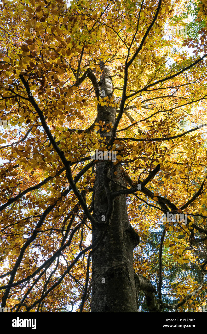 forest in autumn colors with fall foliage landscape background Stock ...