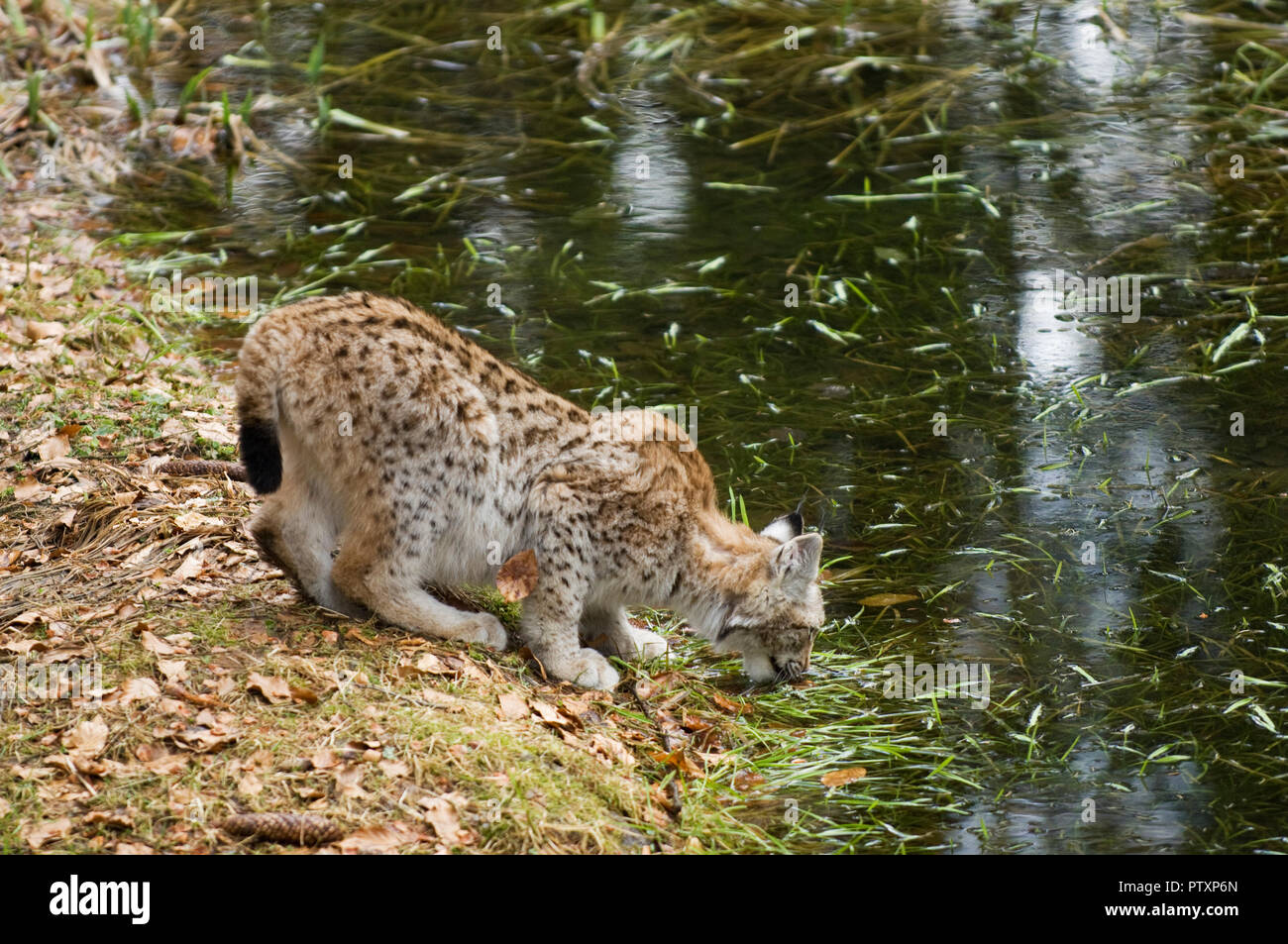 European lynx (Lynx lynx) Bavarian National Park, Germany. Captive Stock Photo