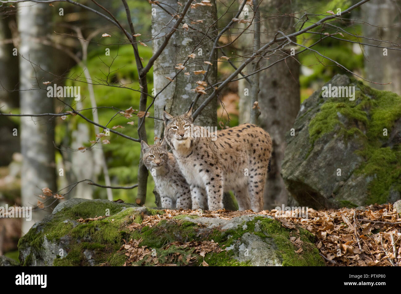 European lynx (Lynx lynx) female and young. Bavarian National Park, Germany. Captive Stock Photo