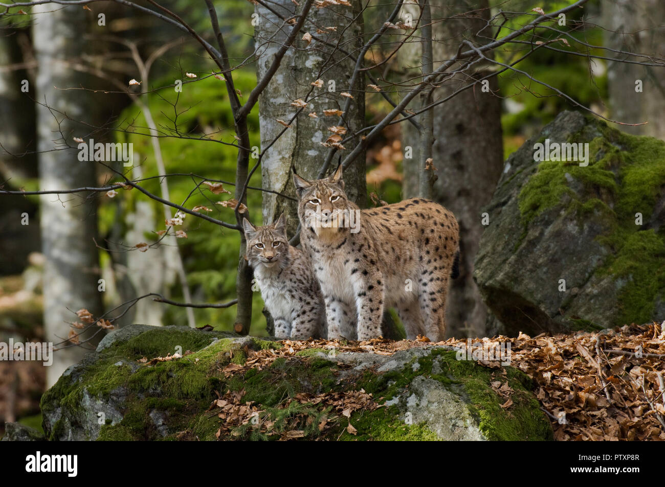 European lynx (Lynx lynx) female and young. Bavarian National Park, Germany. Captive Stock Photo