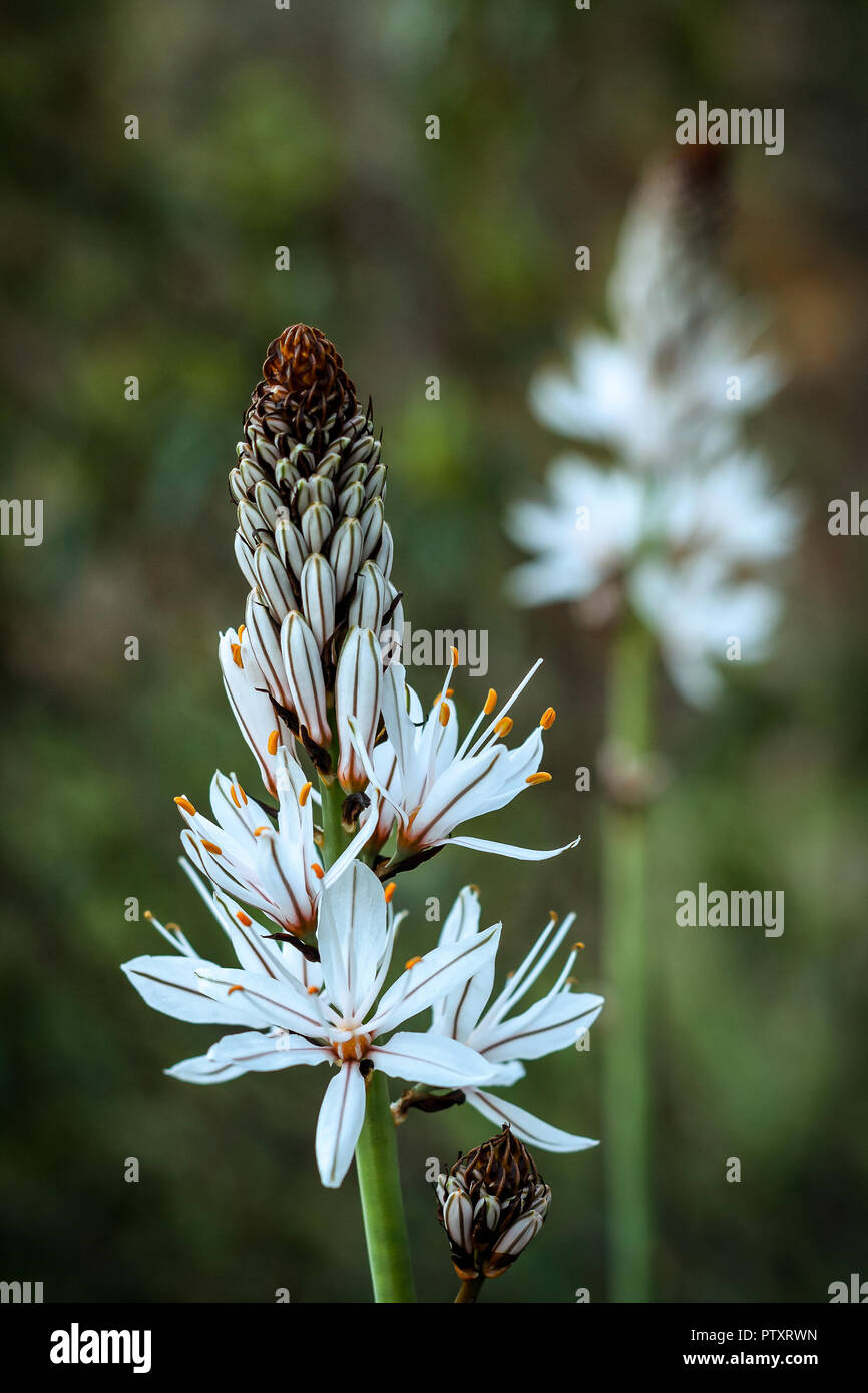 Asphodel Flower Meaning