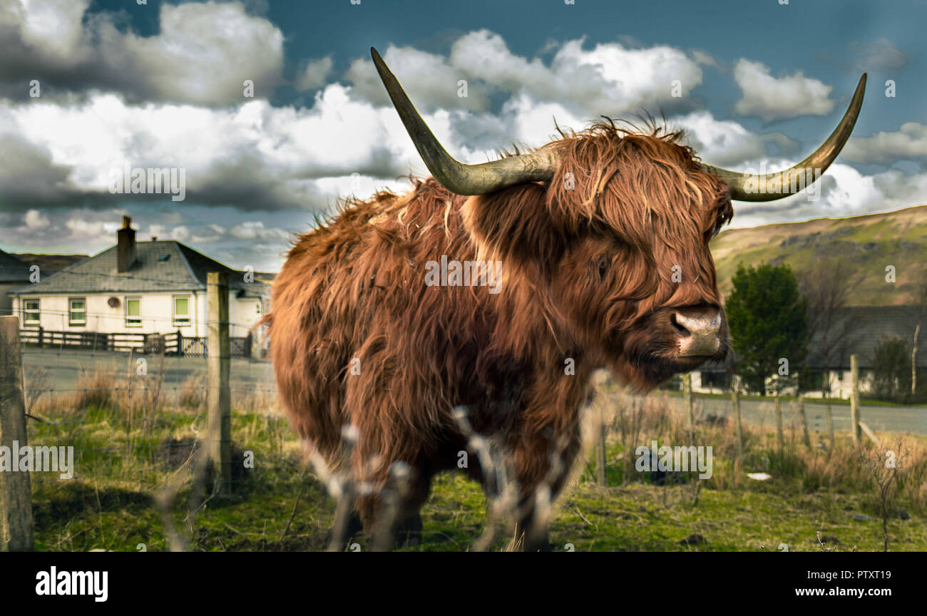 Scottish Highland Cow portrait in a green field with cottage in the ...