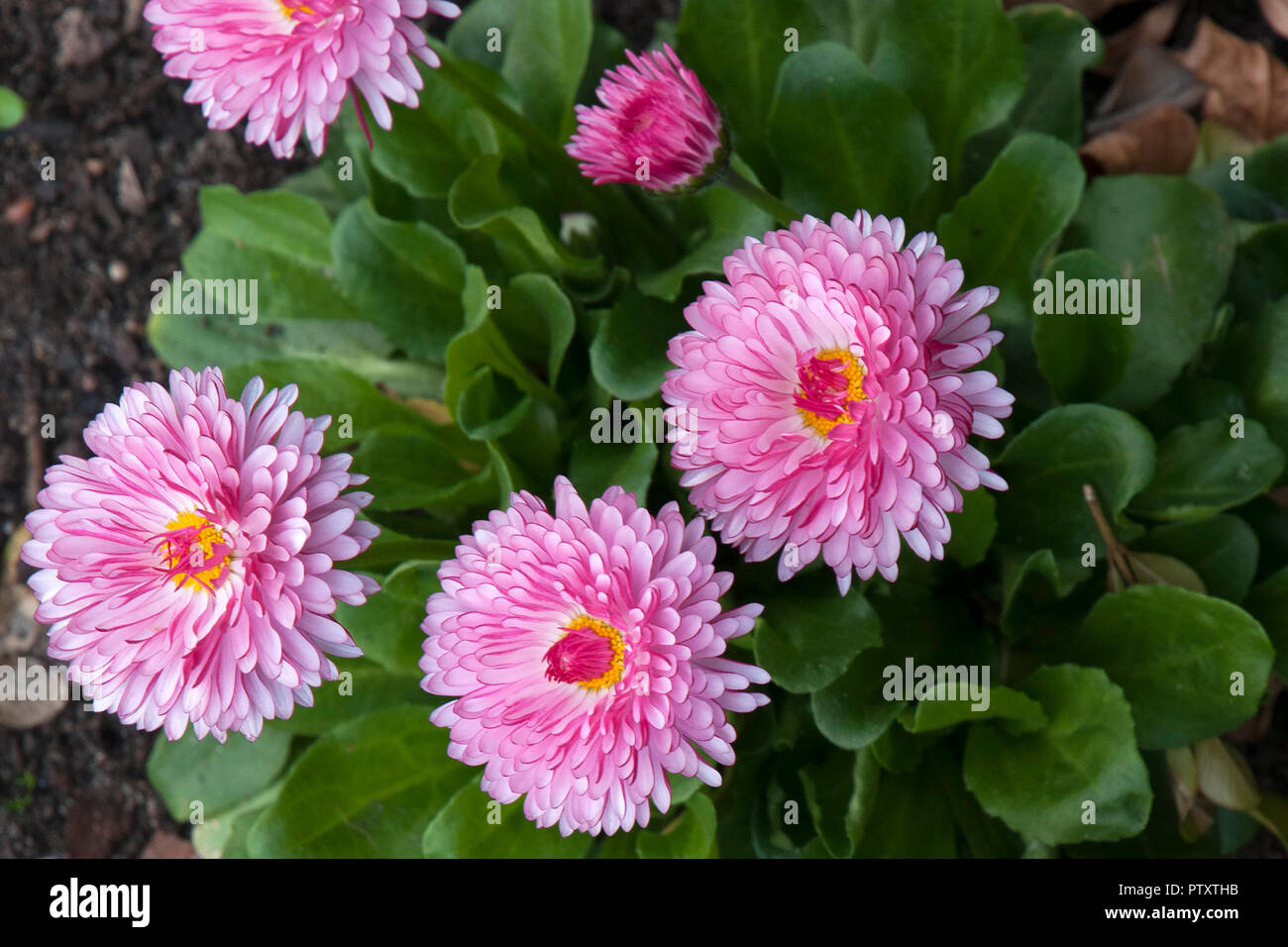 Sydney Australia, pink flowers of a paper daisy plant Stock Photo Alamy