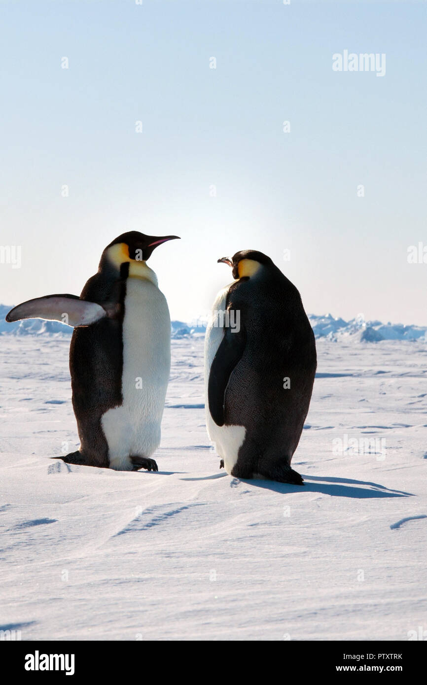 Baby emperor penguins hi-res stock photography and images - Alamy