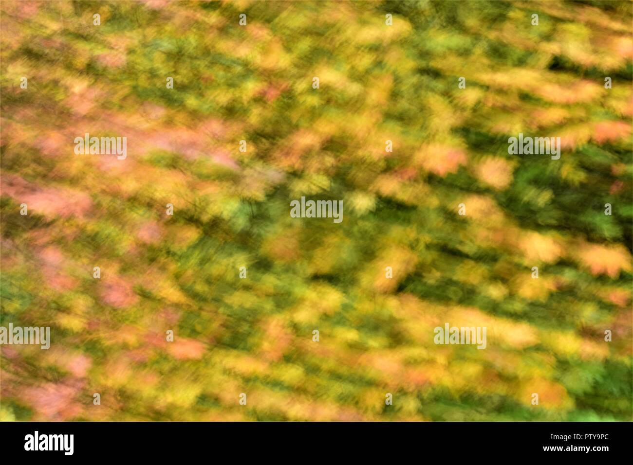 Abstract of Fall leaves of Vine Maple Stock Photo