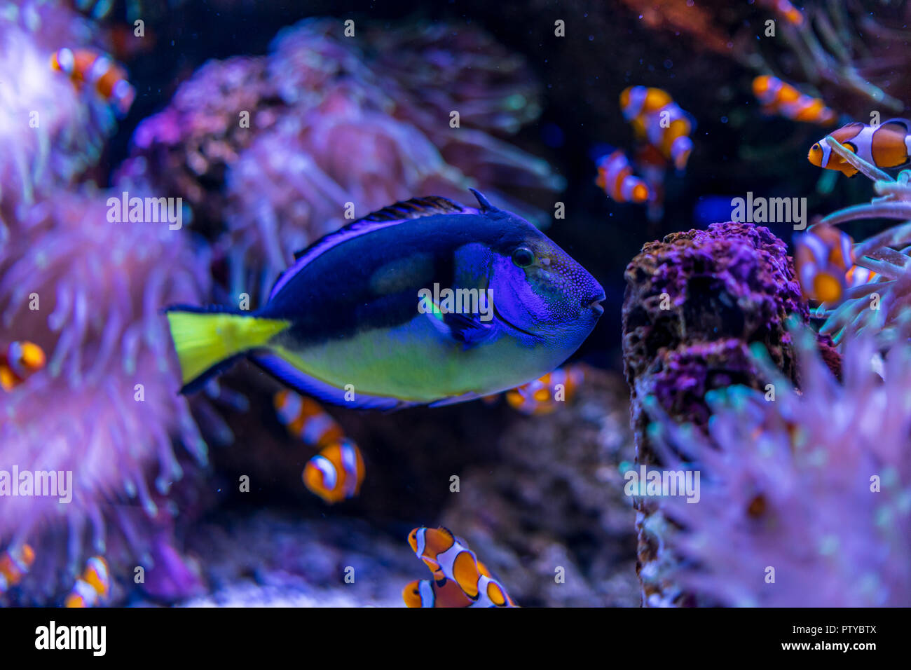 Tropical fish Paracanthurus hepatus among corals. Stock Photo