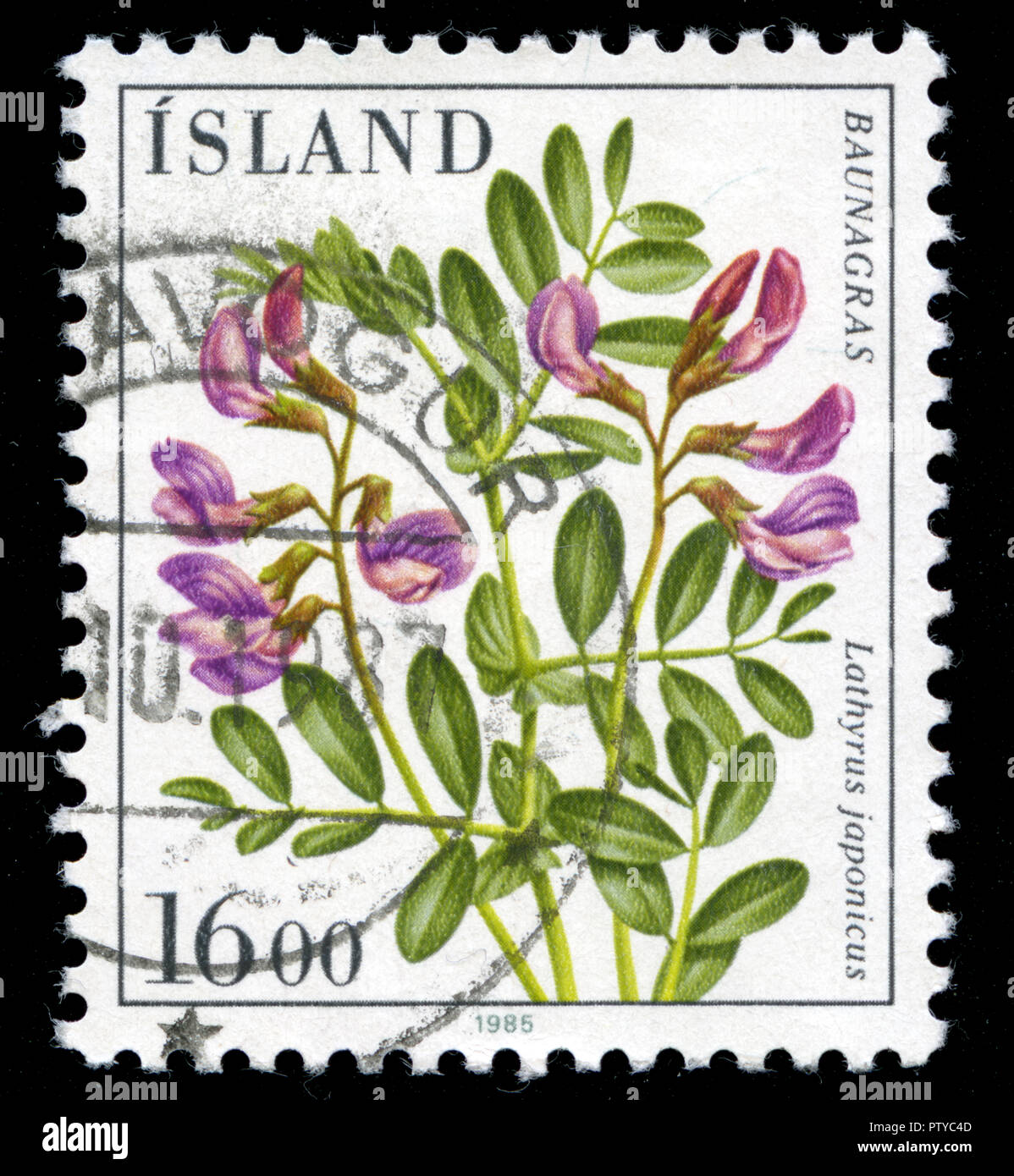 Postmarked stamp from Iceland in the Flowers series issued in 1985 Stock Photo