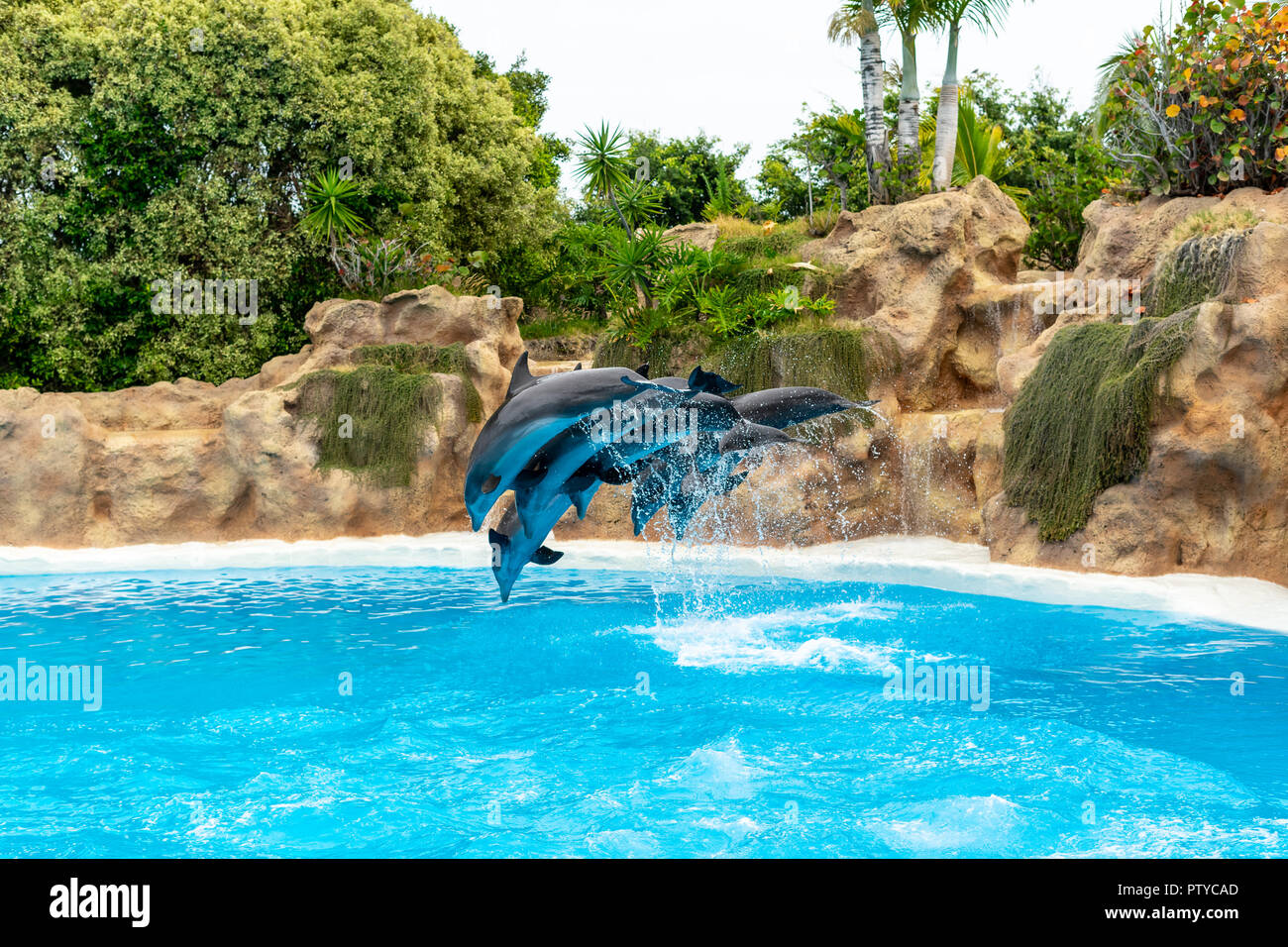 A group of Atlantic bottlenose dolphins (Tursiops truncatus) make a jump out of the water. Stock Photo