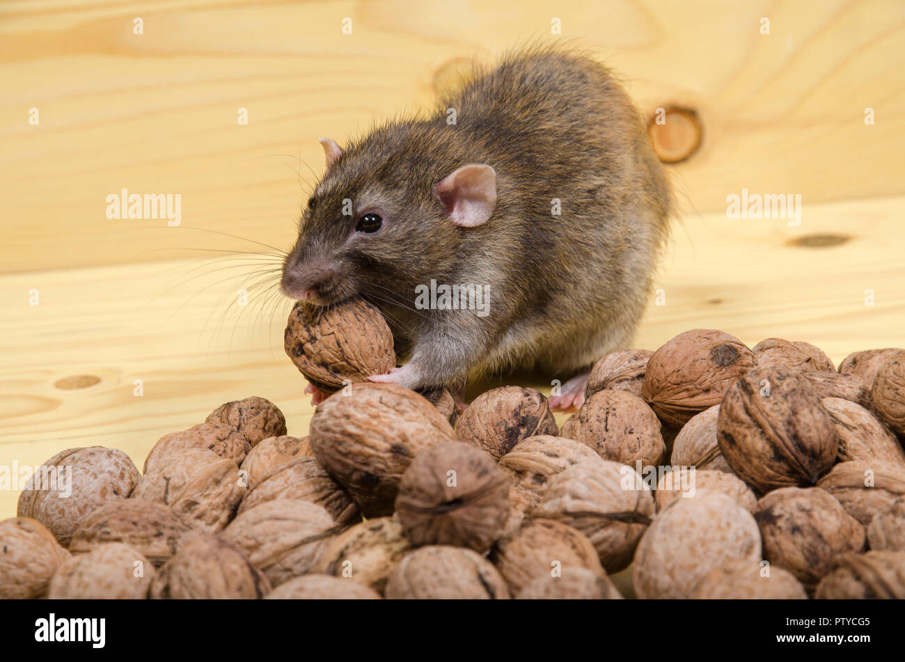 Rat and nuts on a wooden table. Stock Photo