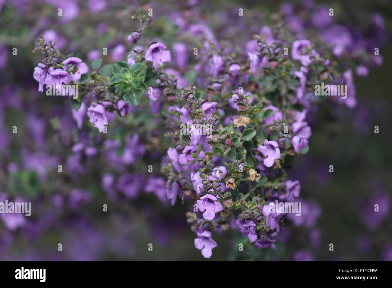 Roundleaved mint bush or prostanthera rotundifolia, a native