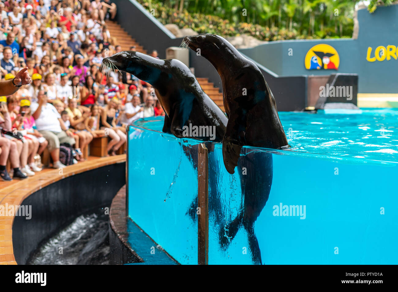 PUERTO DE LA CRUZ, SPAIN - JULY 20, 2018: Sea lion show at Loro-Parque  Stock Photo - Alamy