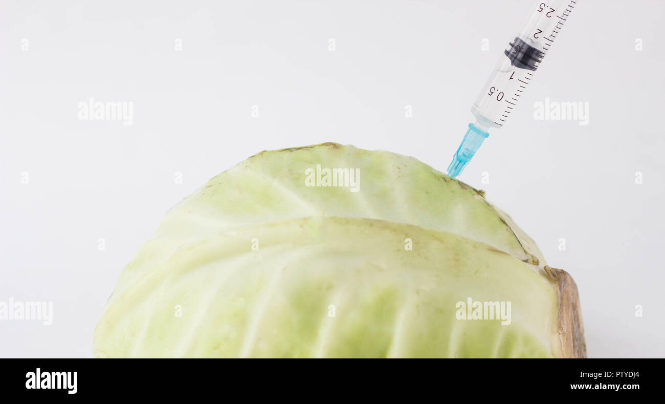 Cabbage on a white background into which gmo and nitrates are injected from the syringe, close-up, genetically modified organism, cole Stock Photo