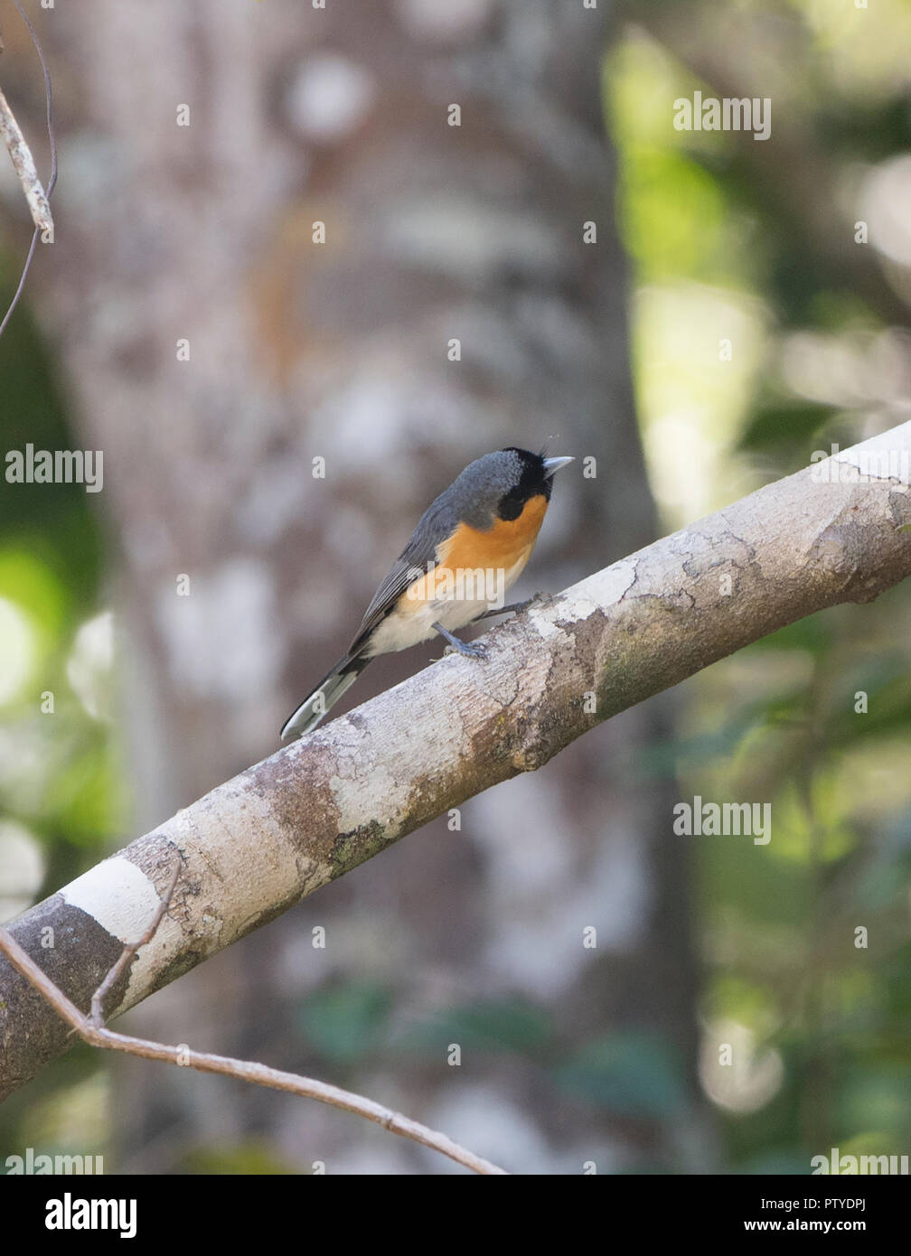 Spectacled Monarch (Monarcha trivirgatus) perched on a branch in woodland, Atherton Tablelands, Far North Queensland, FNQ, QLD, Australia Stock Photo