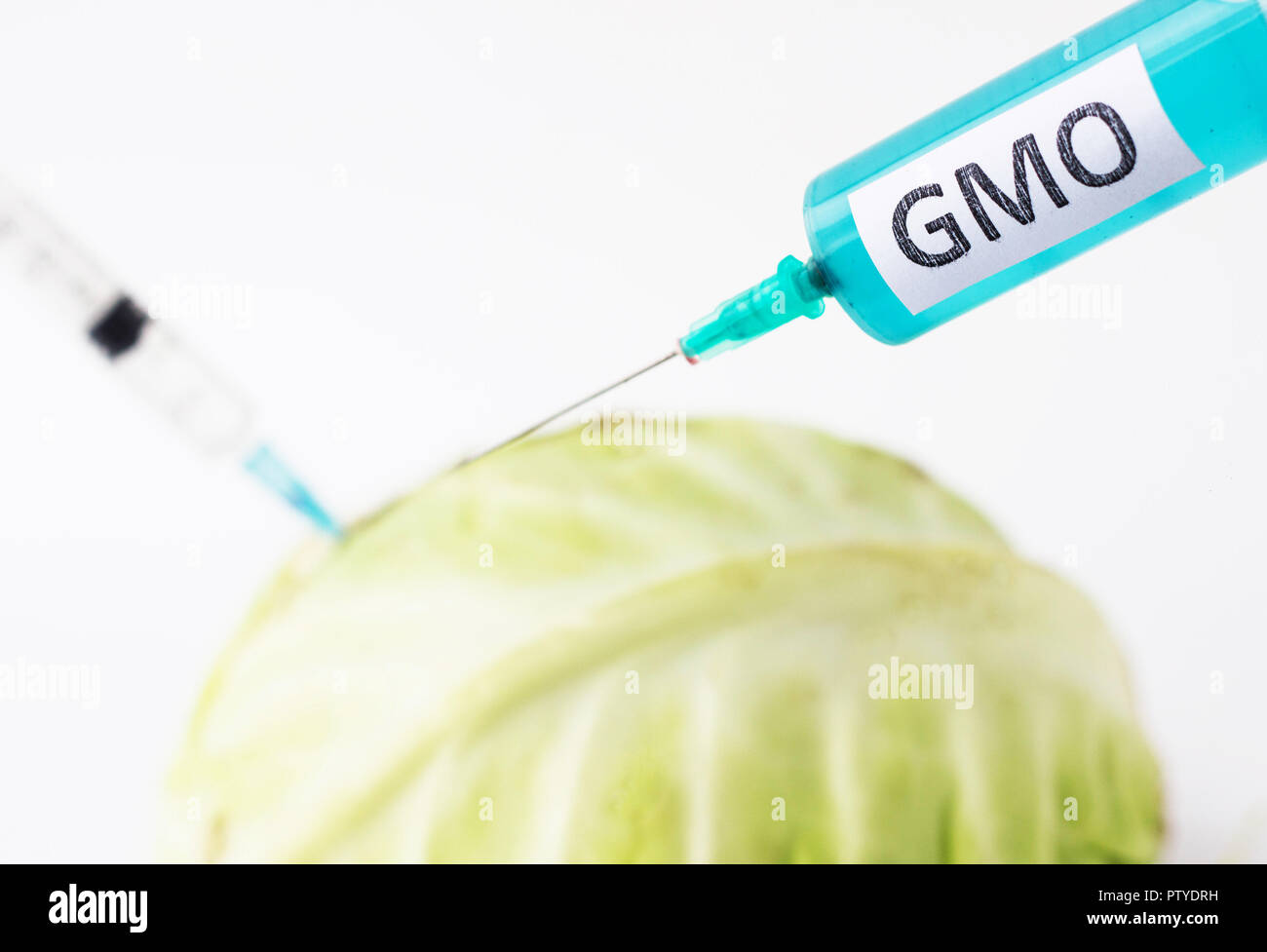 Cabbage on a white background into which gmo and nitrates are injected from the syringe, close-up, genetically modified organism, cole Stock Photo
