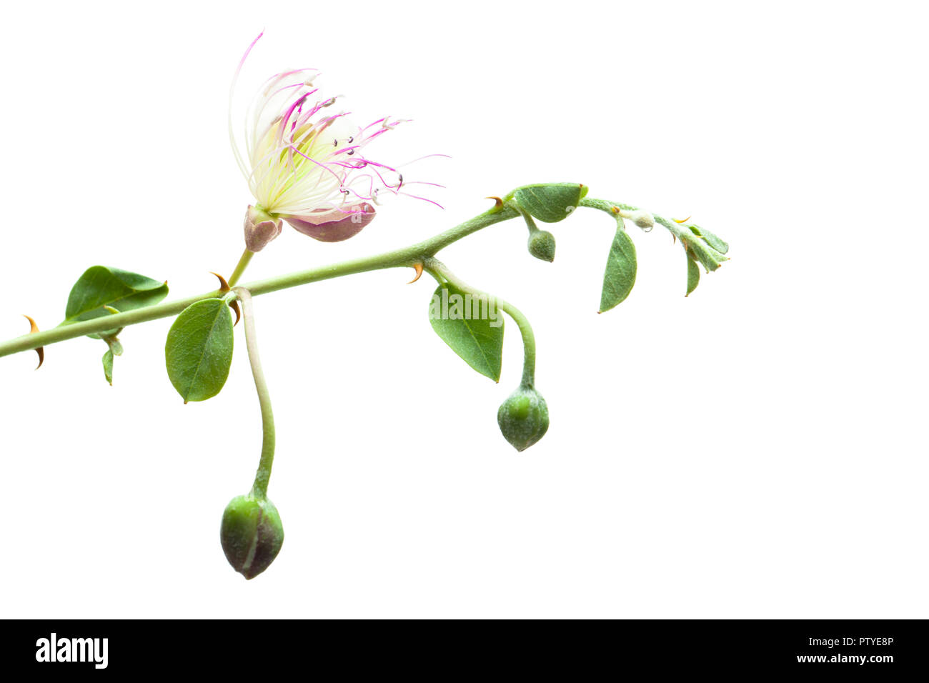 Caper plant. Capparis spinosa on white background Stock Photo