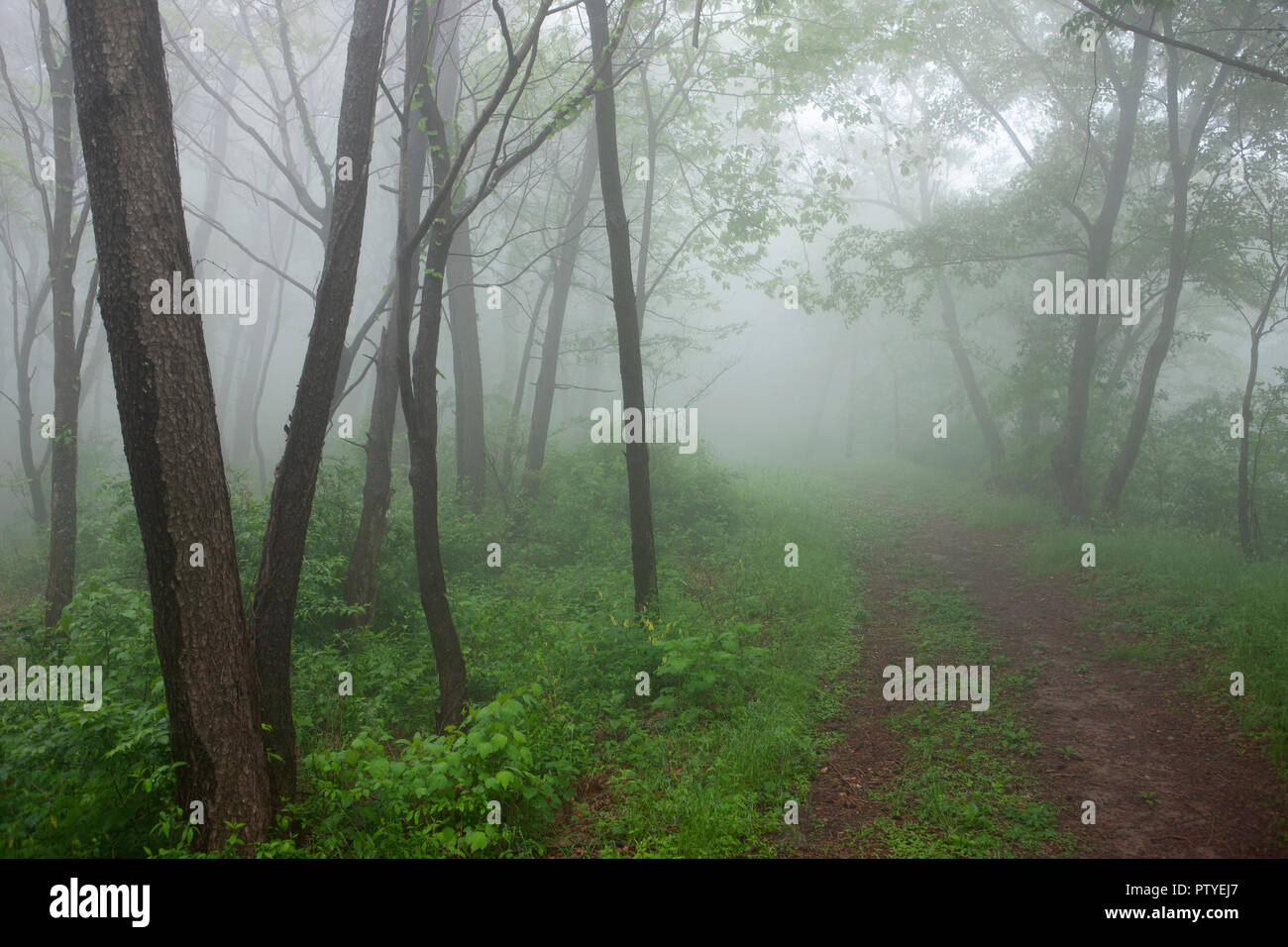 Landscape in the mist, Namhae County, South Jeolla Province, South korea. Stock Photo