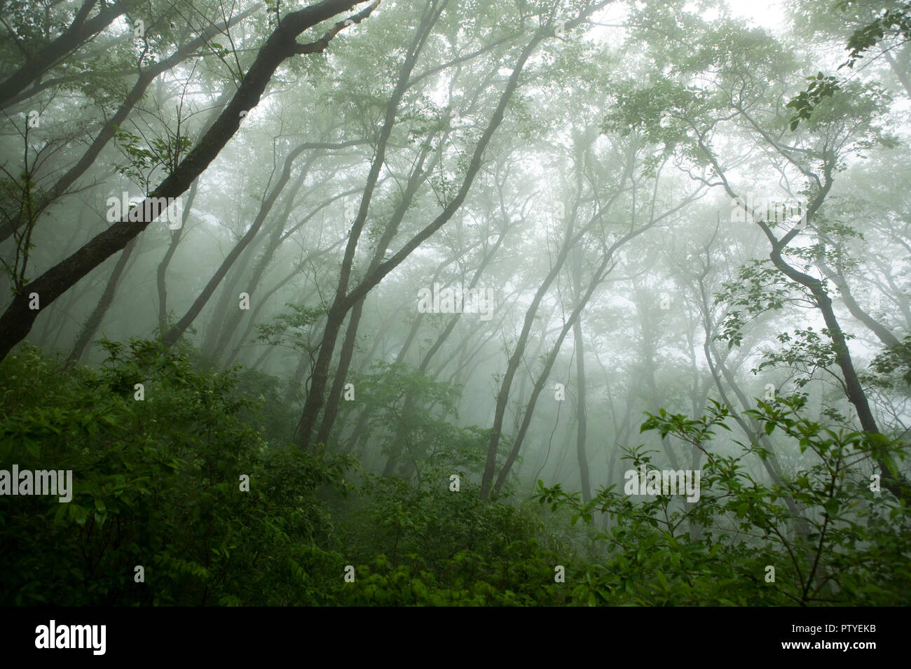 Landscape in the mist, Namhae County, South Jeolla Province, South korea. Stock Photo