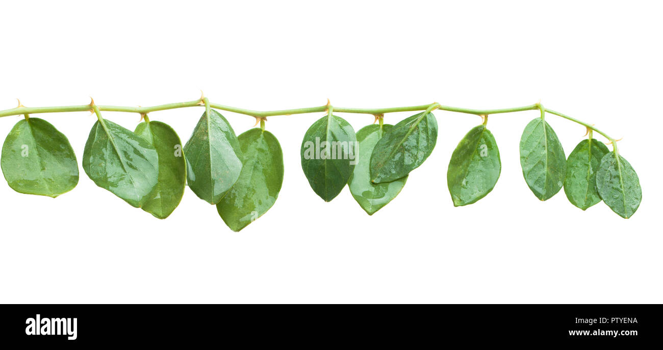 Capers plant isolated on white background. Capparis spinosa leaves Stock Photo