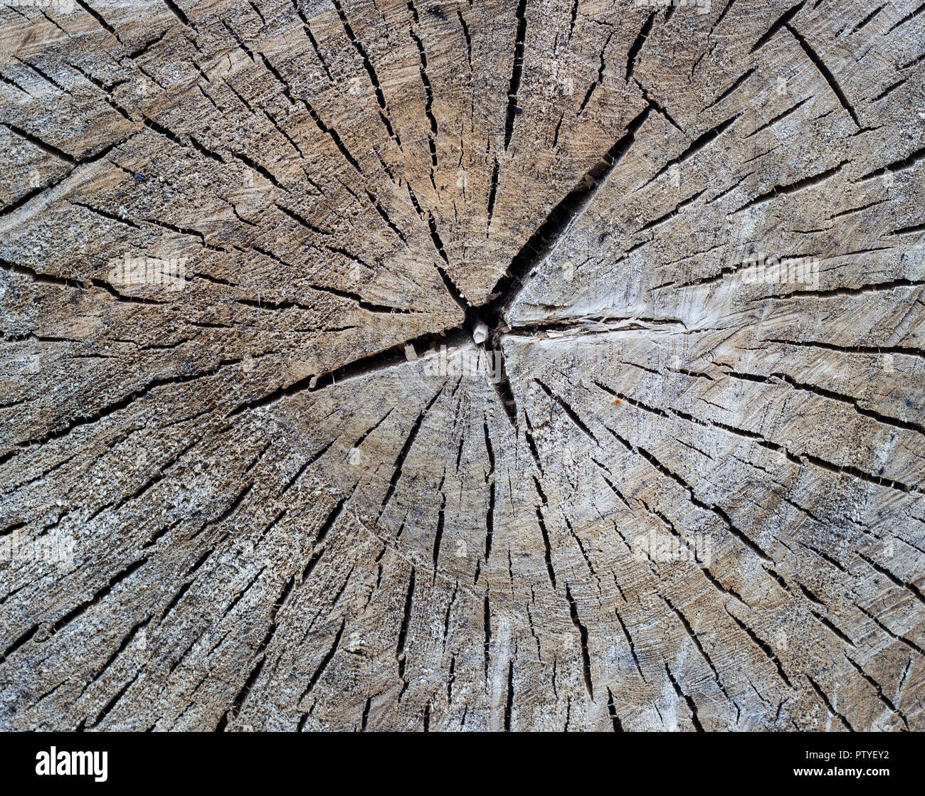 Texture of a tree with cracks, close-up Stock Photo