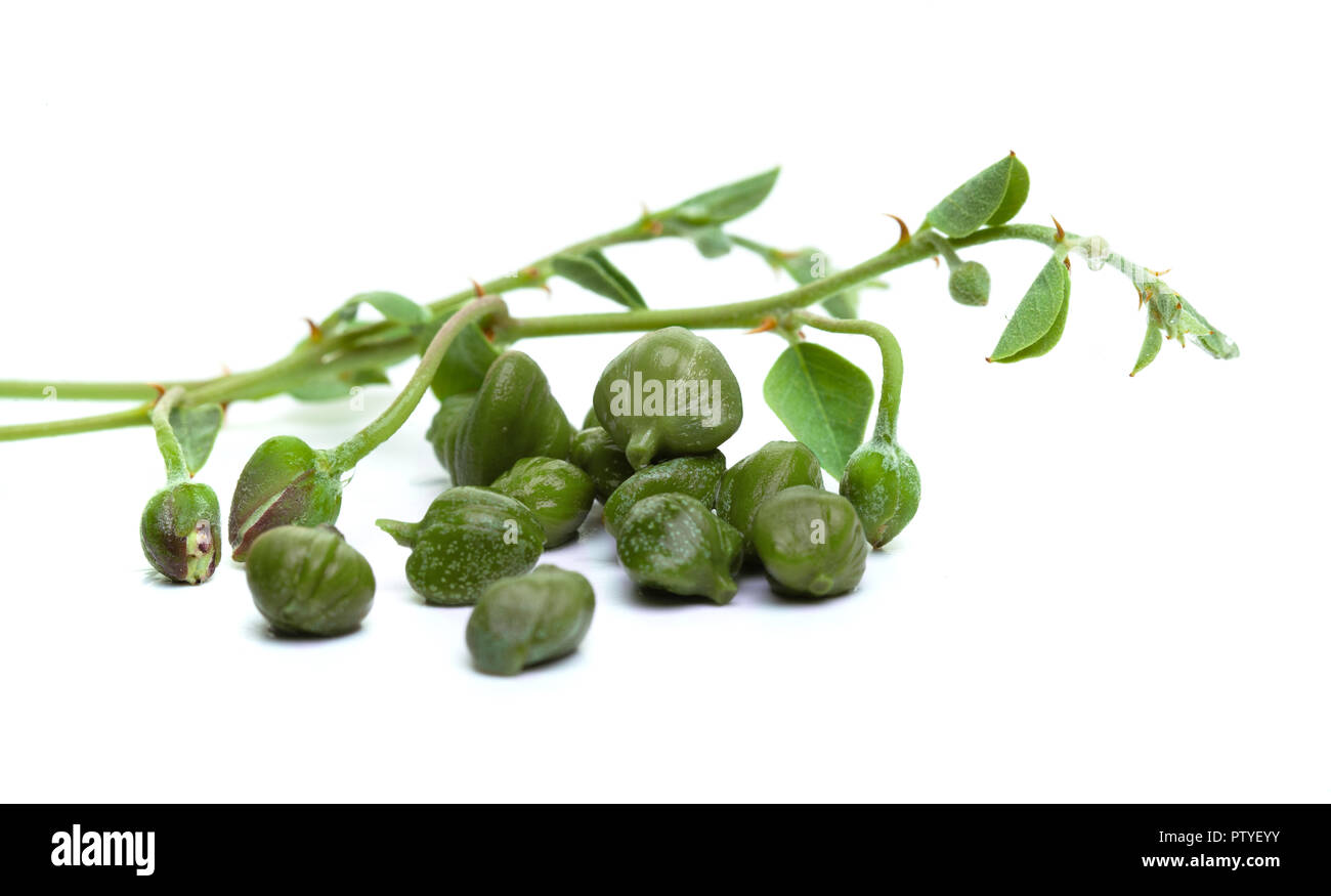 Capers twig, green leaves, bud and flower. Caper on white background