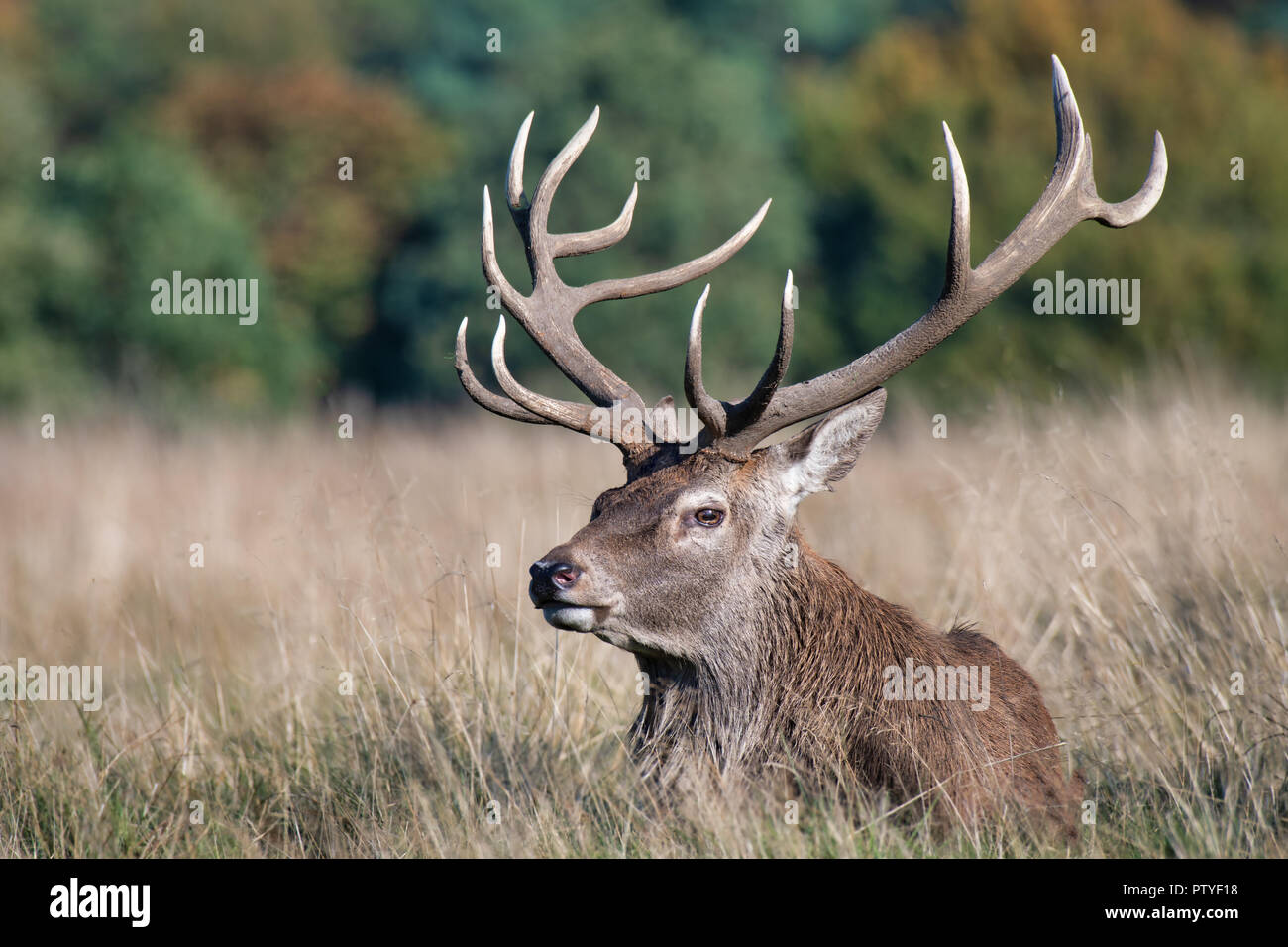 A royal red deer stag lies lazily on the grass in the sunlight. It is looking to the left and clearly shows his detailed antlers and tines Stock Photo