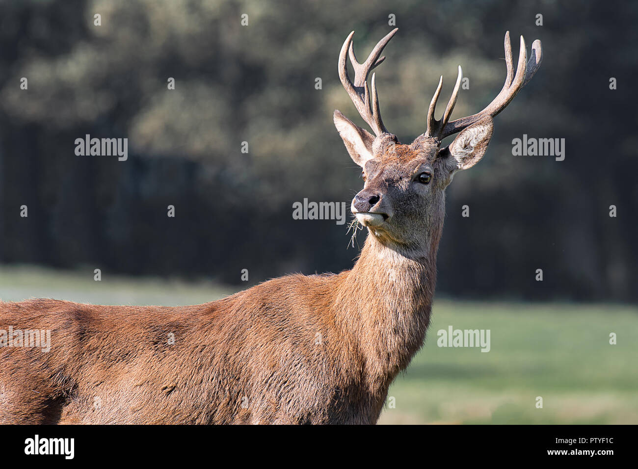 A close up portrait of a majestic looking red deer stag. Standing proud and looking slightly left into copy space Stock Photo
