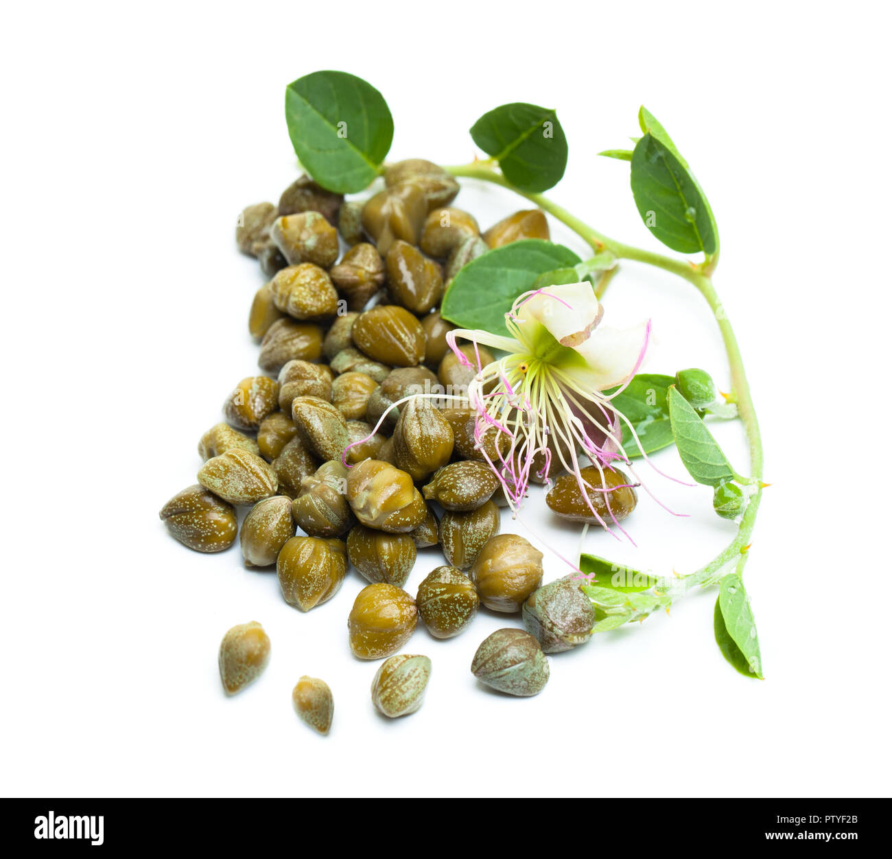 Capers. Bud, green leaves and flower on white background Stock Photo