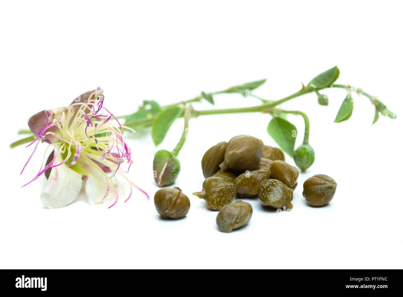 Capers pickled with plant and caper plant flower on white background
