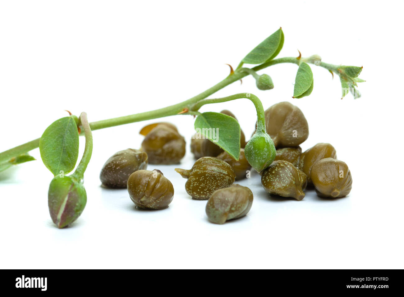 Capers on white background. Caper bud, plant, green leaves and flower