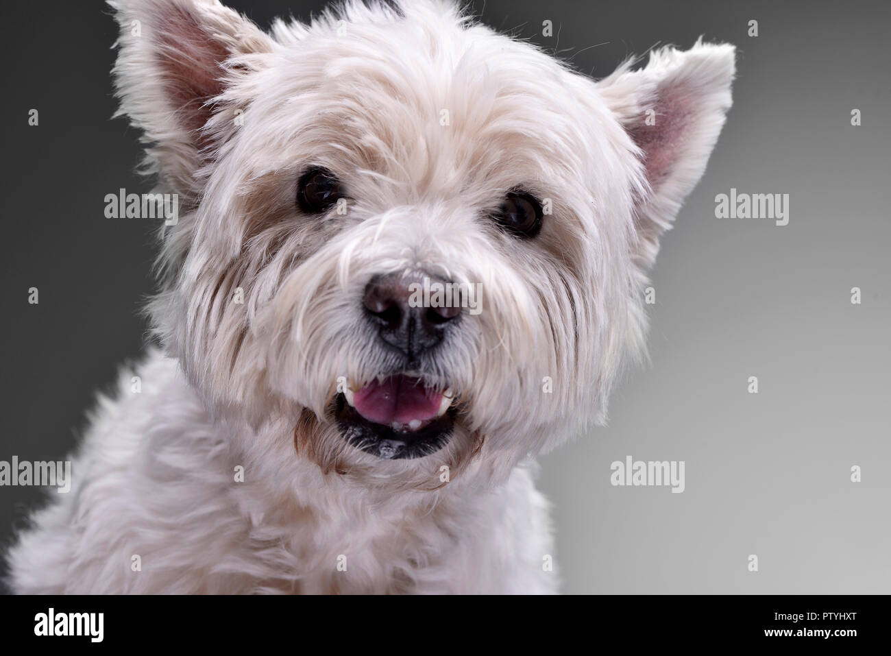 grey and white terrier