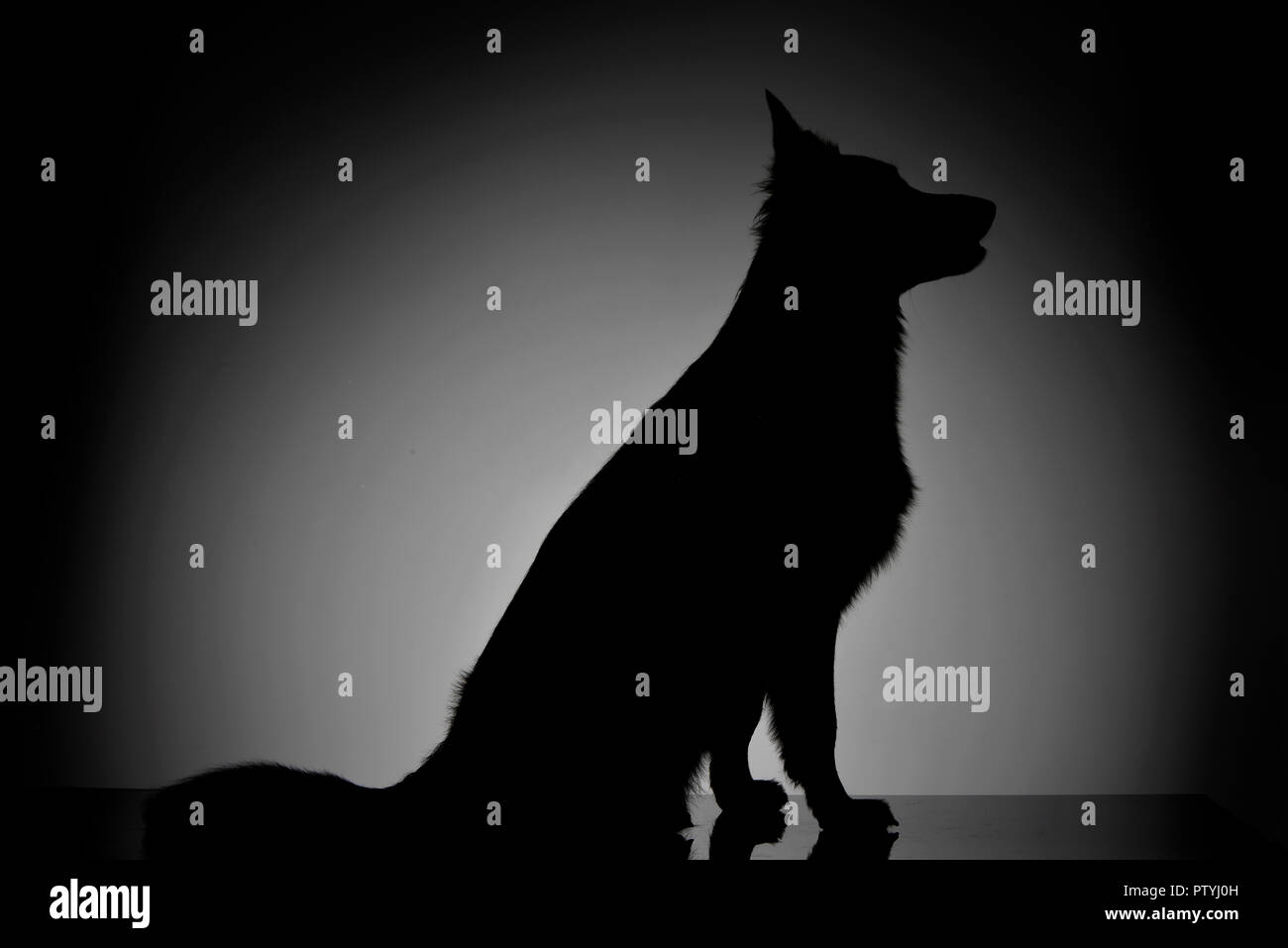 Silhouette of an adorable mixed breed dog sitting on grey background. Stock Photo
