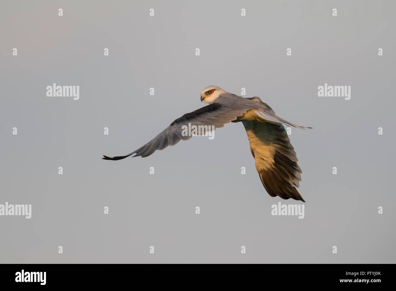 A 'Black-winged Kite' attempting a hunt Stock Photo