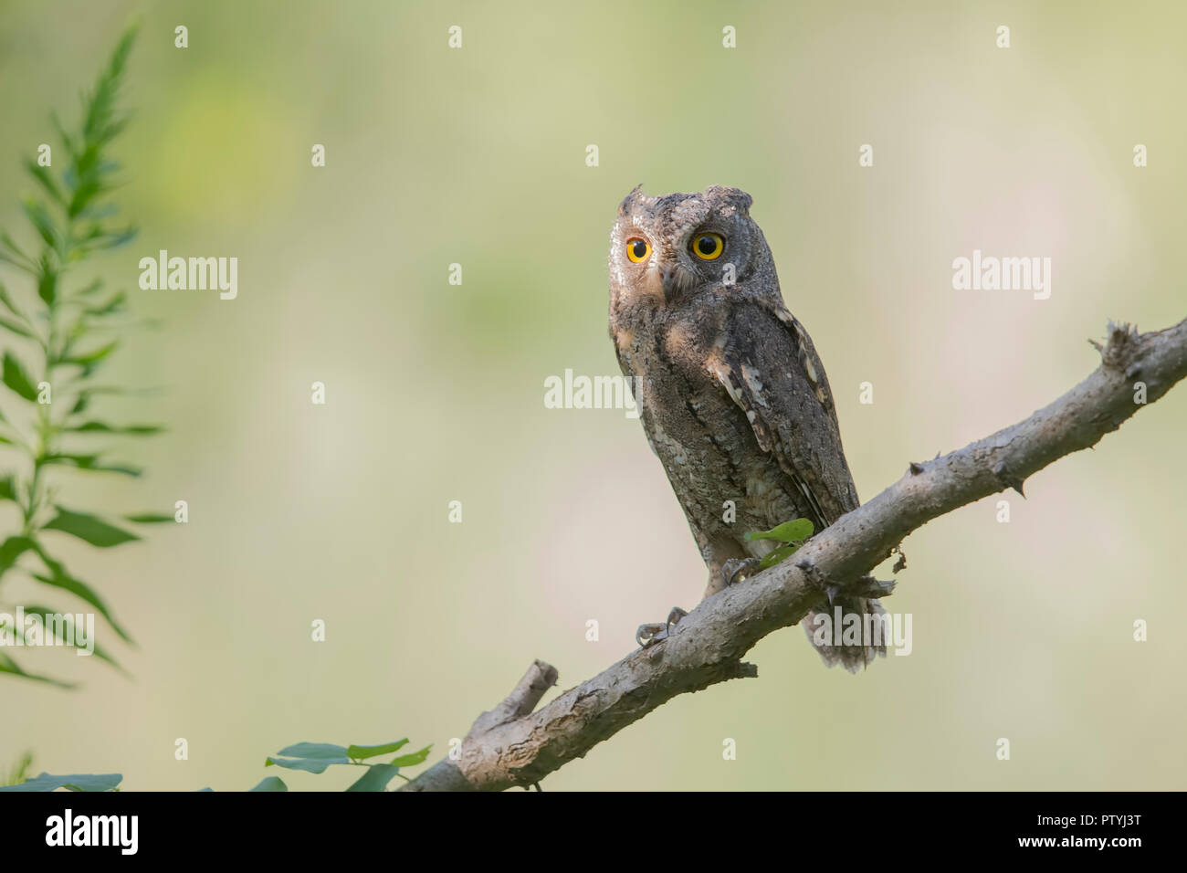 A migrating 'Oriental Scops Owl' Stock Photo