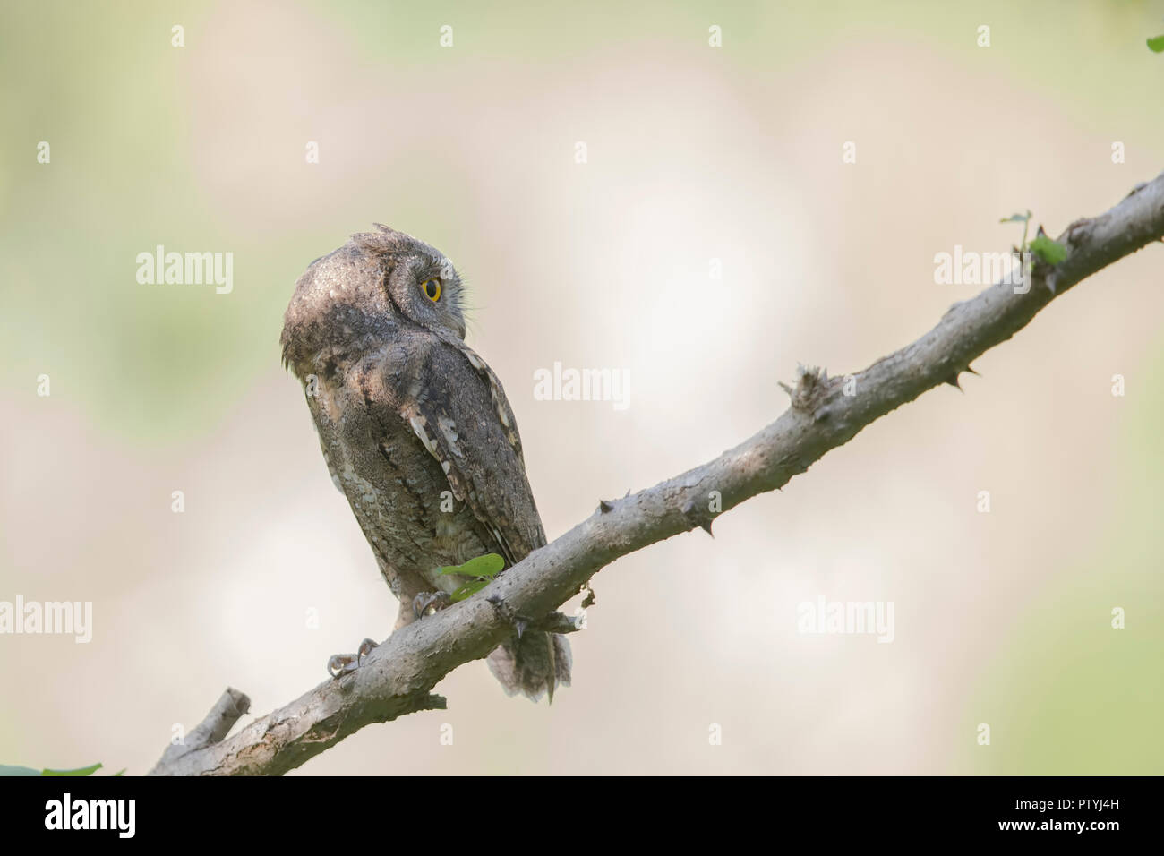 A Migrating Oriental Scops Owl Stock Photo