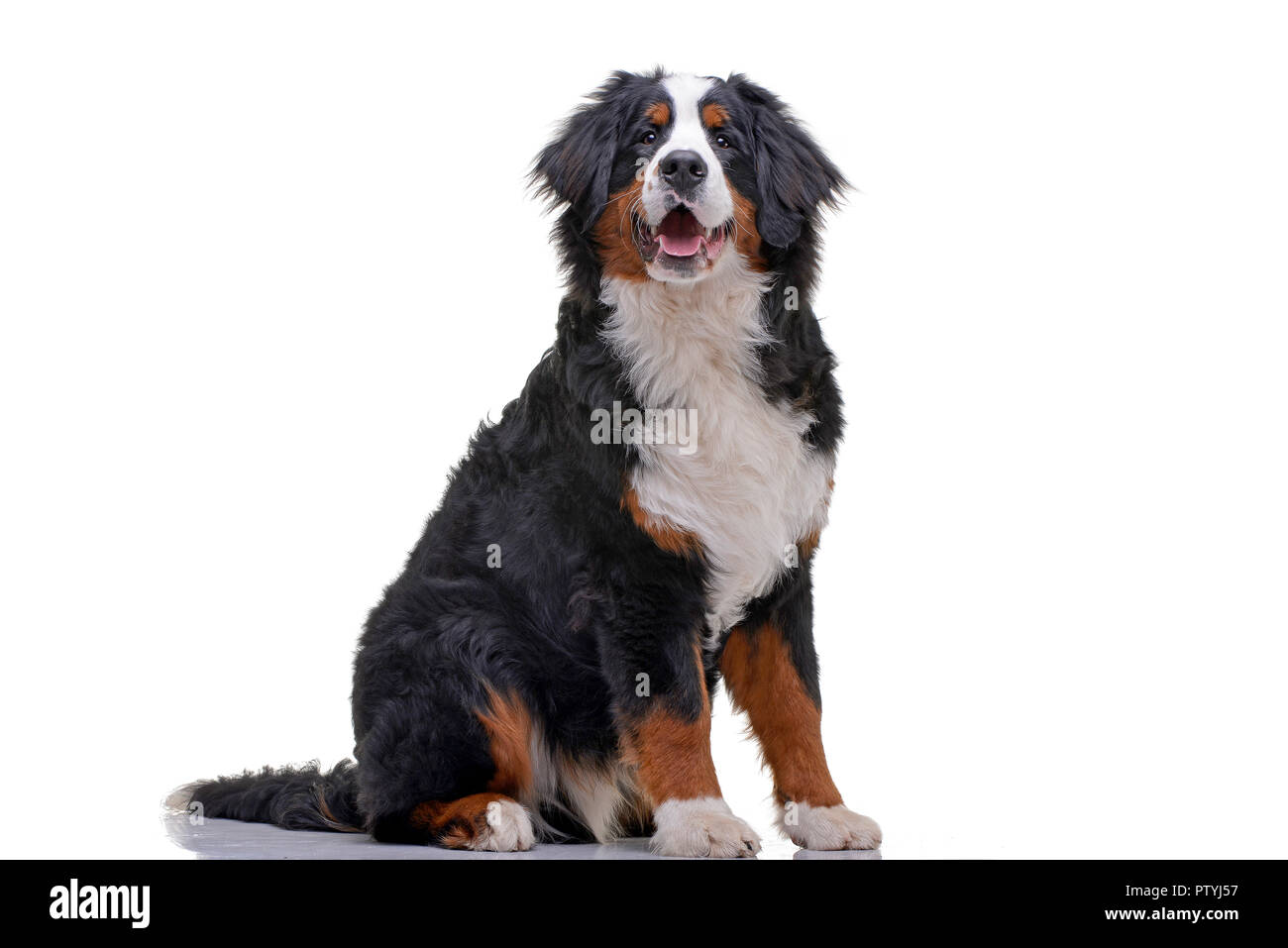 Studio shot of an adorable Bernese Mountain Dog sitting on white ...