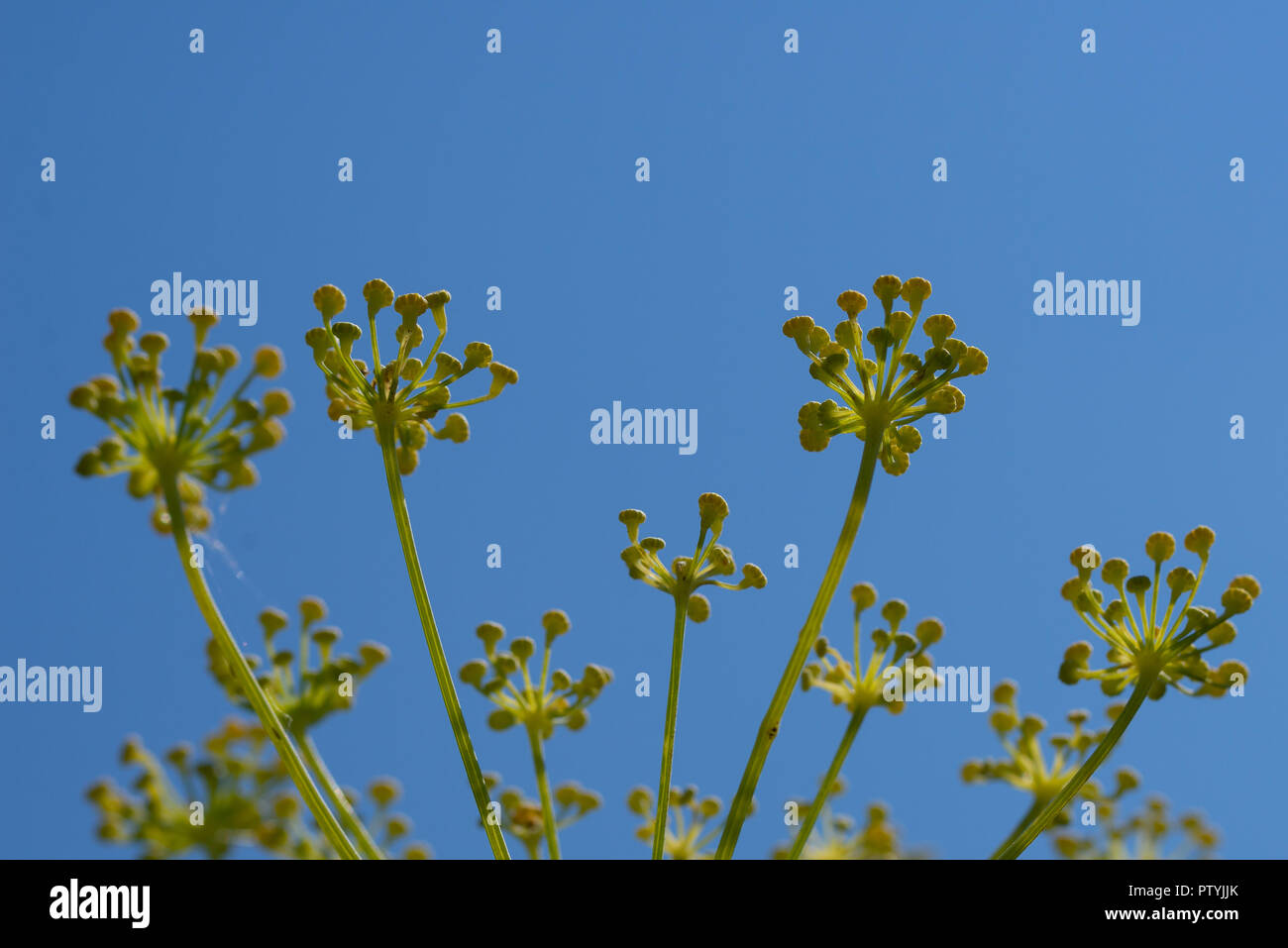 Close Up Of Fennel Flowers On Blue Sky Background Stock Photo Alamy