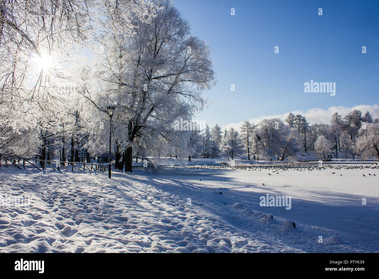 Morning winter frosty landscape in the park. Winter landscape. Severe ...