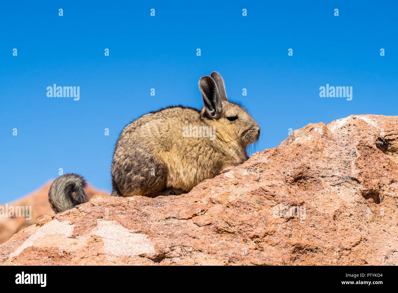 Close up vizcacha pic in the altiplano in Bolivia. The Andes Range. Rocks and blue sky Stock Photo