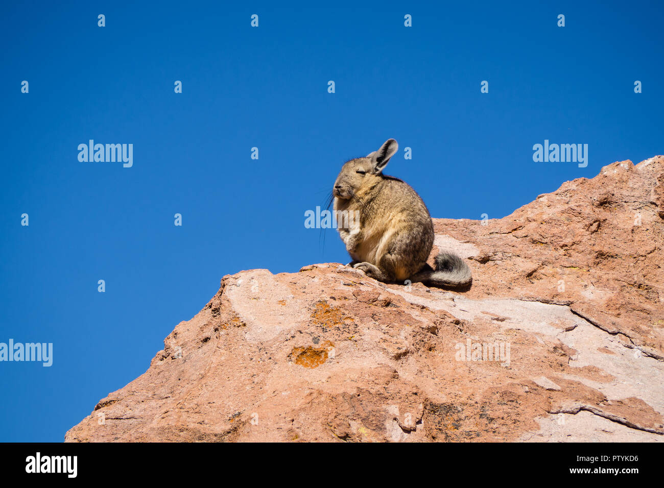 Close up vizcacha pic in the altiplano in Bolivia. The Andes Range. Rocks and blue sky Stock Photo