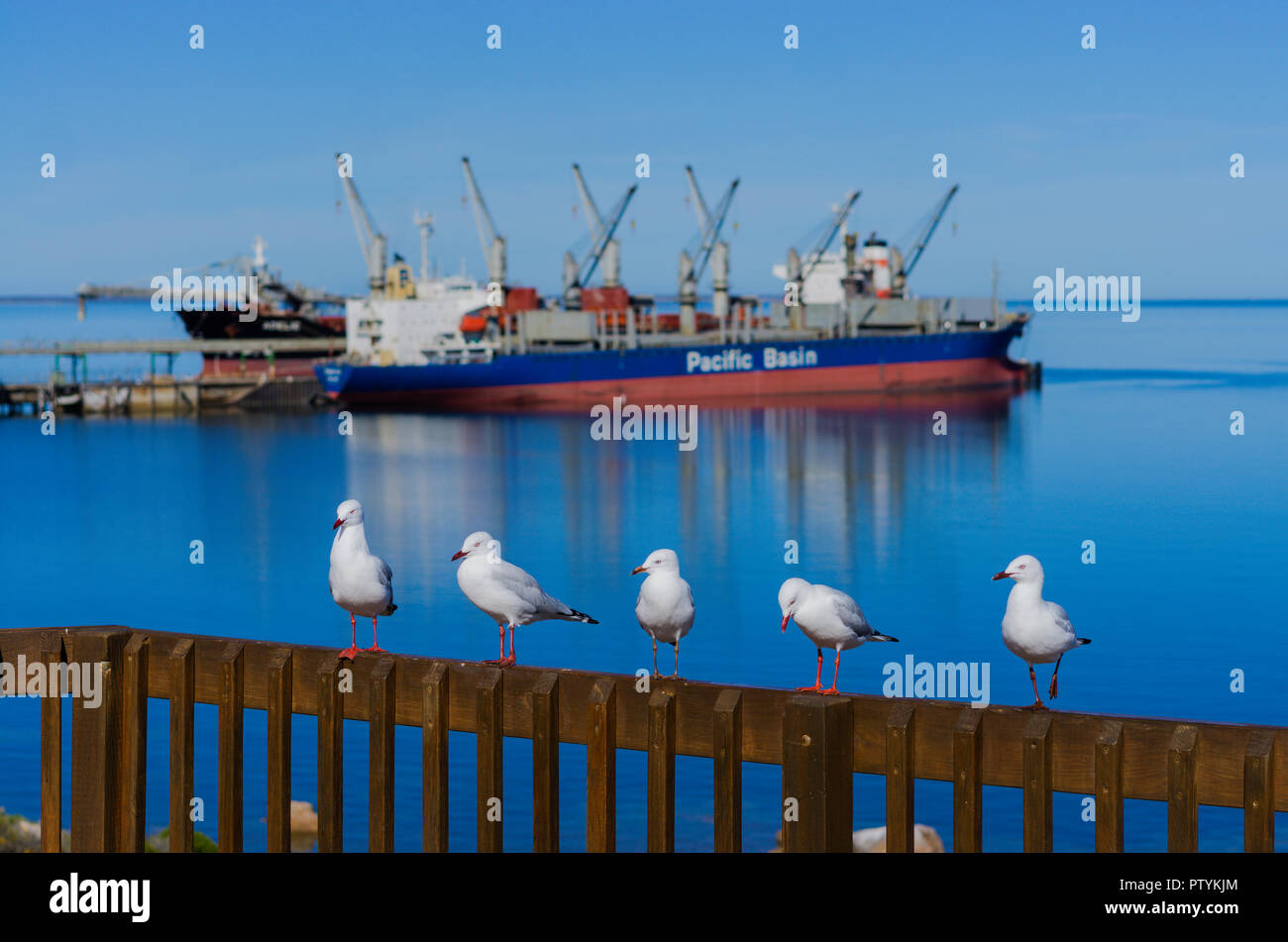 Seagulls sitting on rail with ships loading by conveyor at deep sea port of Thevenard near Ceduna South Australia Stock Photo