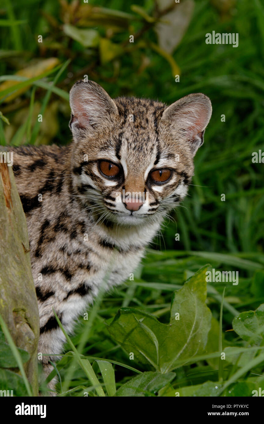 Oncilla or tiger-cat (Leopardus tigrinus) Tropical South America. Captive Stock Photo