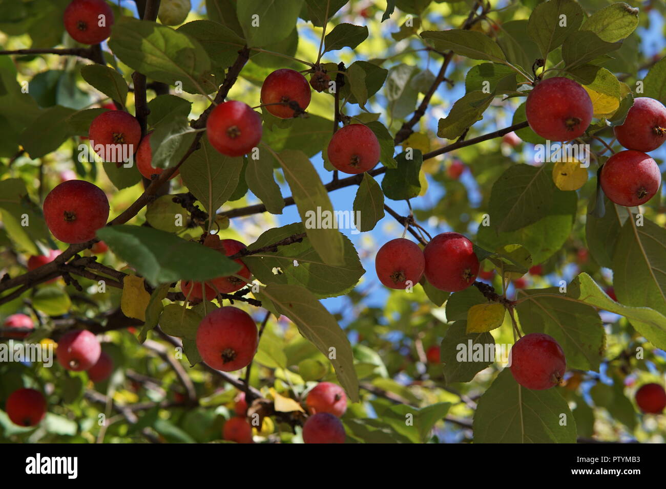 Small red apples of a variety Ranet on a tree in the beginning of October Stock Photo