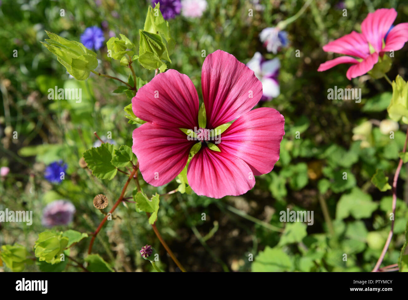 Malope flower - mallow wort - with five deep pink petals against flower bed background Stock Photo