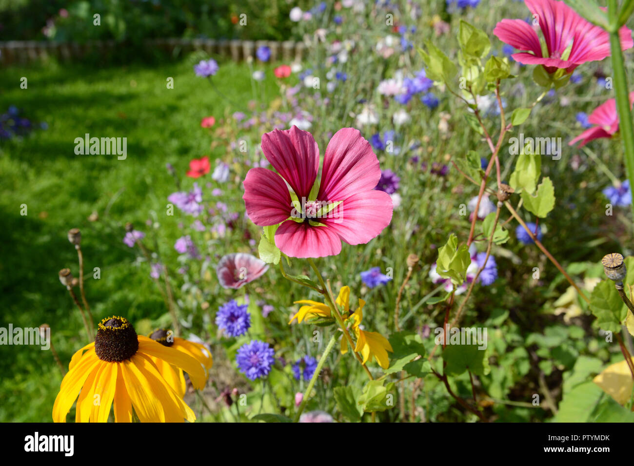 Pink malope trifida - mallow wort - and yellow rudbeckia flowers - coneflower - among wildflowers in a garden Stock Photo