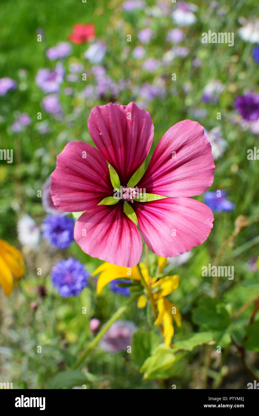 Bold pink malope trifida bloom grows in a vibrant flower bed in summer Stock Photo
