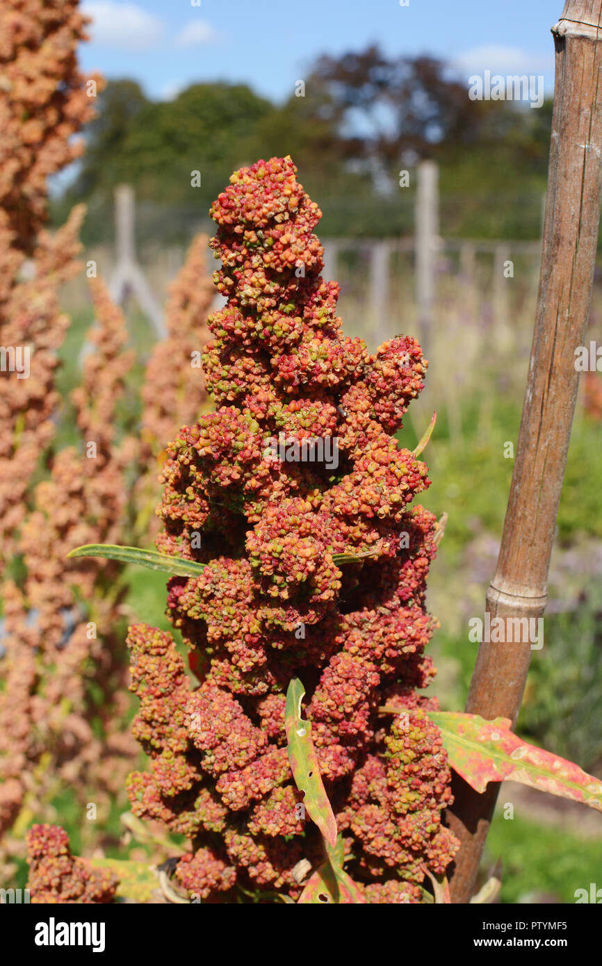 Head of a quinoa - goosefoot - plant with red flowers, growing in an allotment in summer Stock Photo