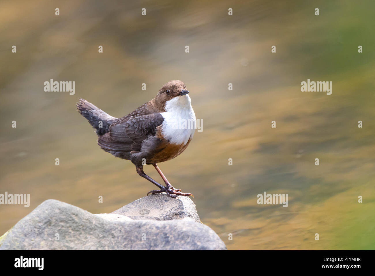 Front view close up of wild UK dipper bird (Cinclus cinclus) isolated on a rock at water's edge. Motion blur of moving water in flowing stream. Stock Photo